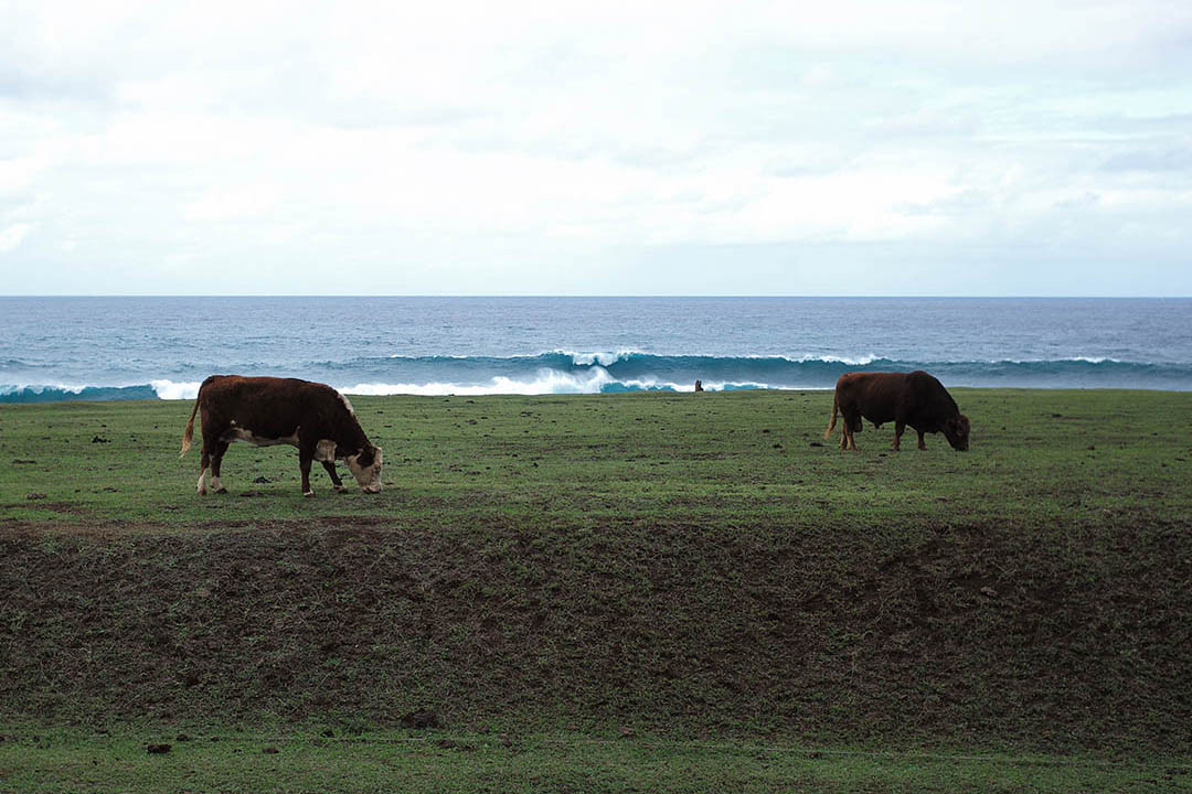 "North Shore wave's and cows", street photography on the beach, © Loïc Dorez.