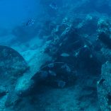Orohena wreck_leica underwater photography_quality